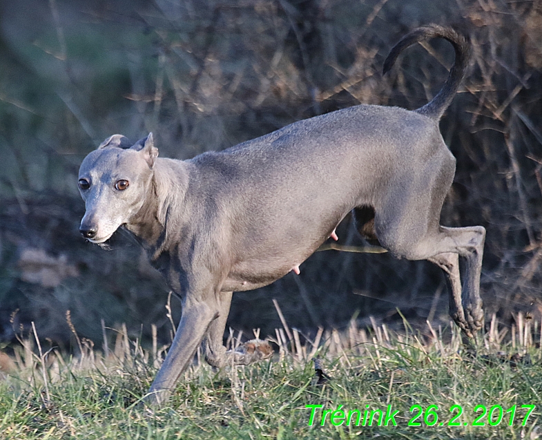 Náš trénink 26.2.2017 Feny a Bertrando (165)