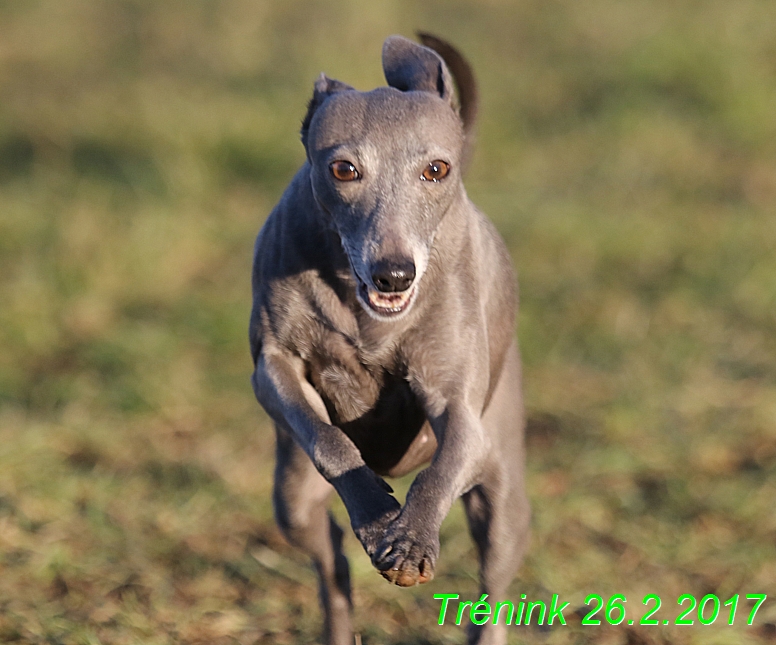 Náš trénink 26.2.2017 Feny a Bertrando (168)