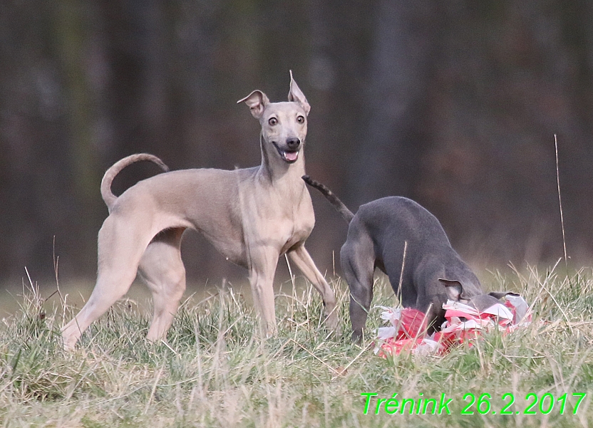 Náš trénink 26.2.2017 Feny a Bertrando (172)