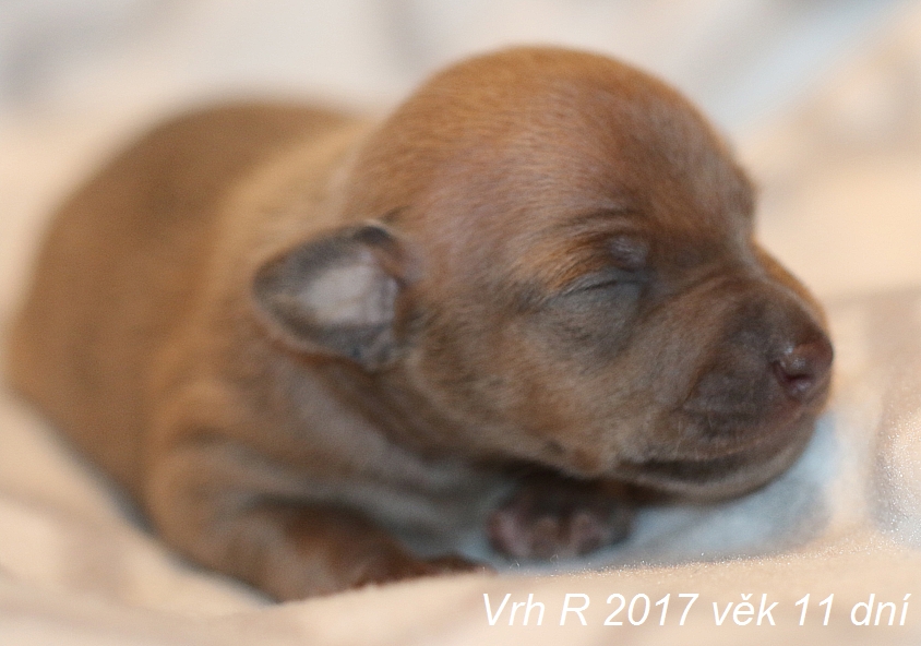 Vrh R 2017, vek 11 dni (5)