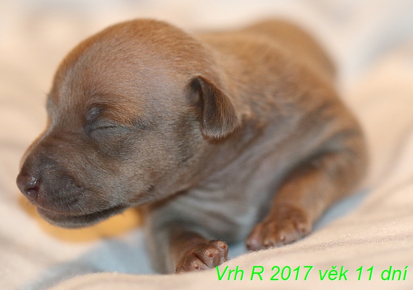 Vrh R 2017, vek 11 dni (8)