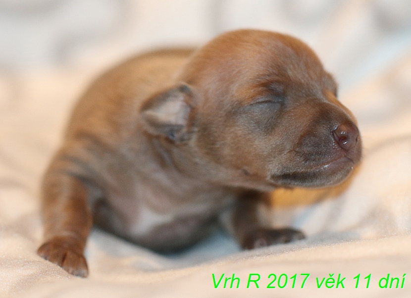 Vrh R 2017, vek 11 dni (9)