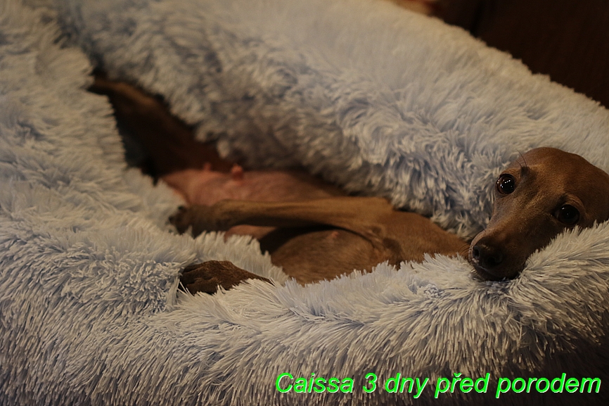 Caissa Feritte Bugsy tři dny před porodem svého prvního vrhu (9)