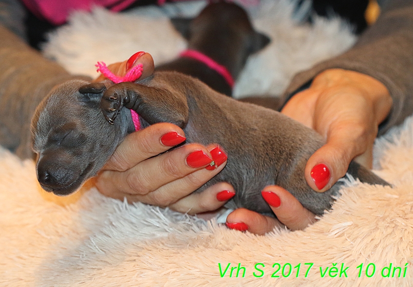 Vrh S 2017 vek 10 dni (18)