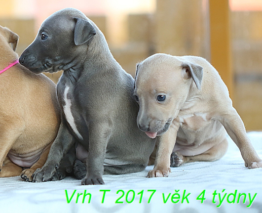 Vrh T 2017 4 tydny  (3)