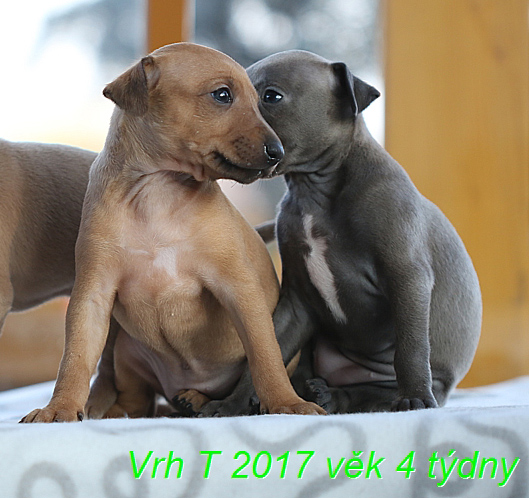 Vrh T 2017 4 tydny  (9)