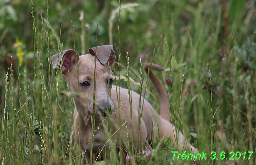 Náš trénink 3.6. 2017 (4)