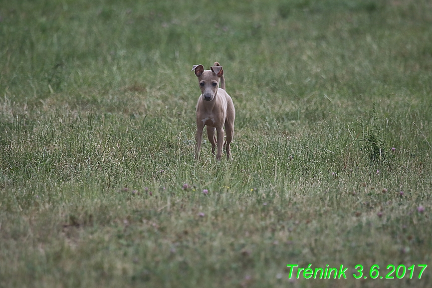 Náš trénink 3.6. 2017 (7)