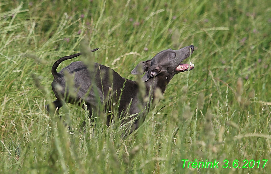 Náš trénink 3.6. 2017 (14)