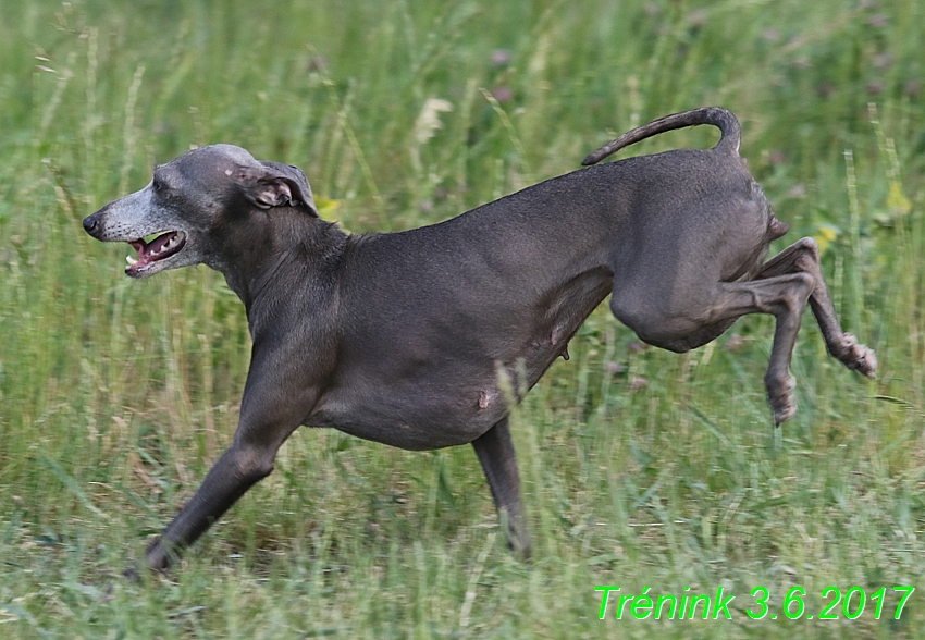 Náš trénink 3.6. 2017 (40)