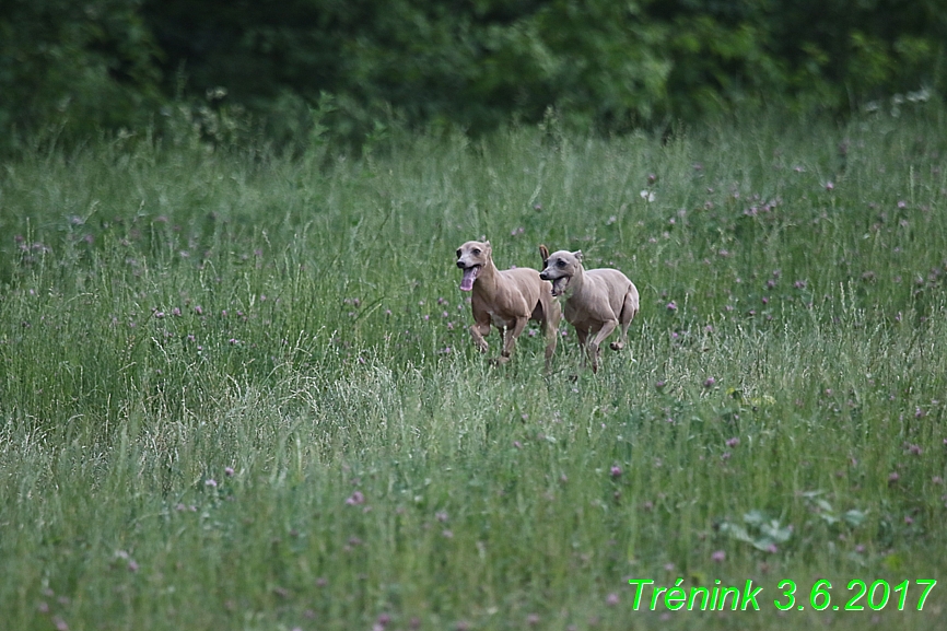 Náš trénink 3.6. 2017 (30)