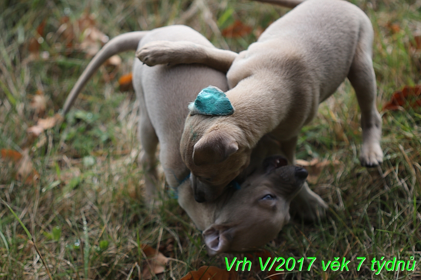 Vrh V 2017 věk 7 týdnů (30)