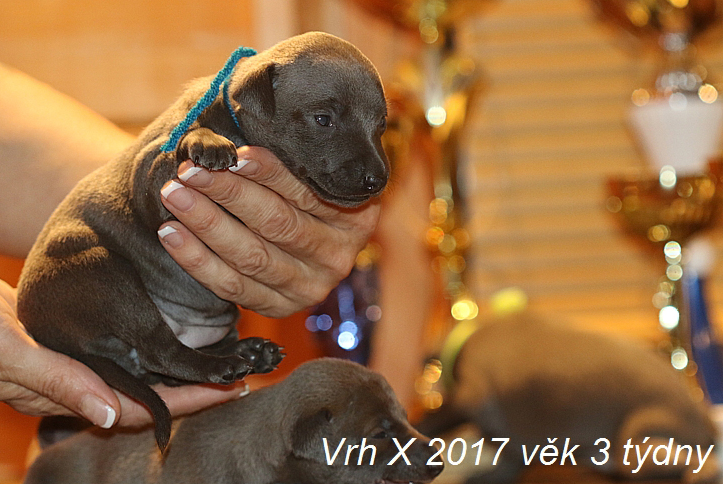 Vrh X 2017 věk 3 týdny (3)