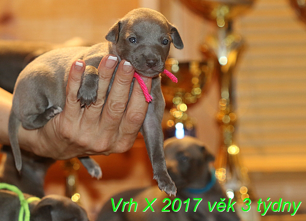 Vrh X 2017 věk 3 týdny (7)