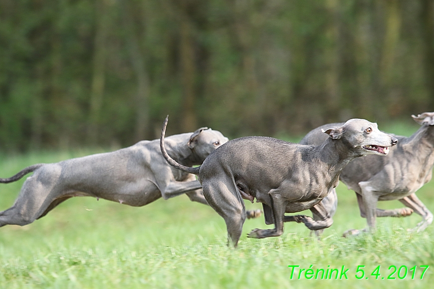 Trénink 5.4.2017 (119)