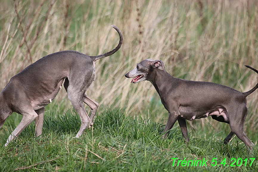 Trénink 5.4.2017 (136)