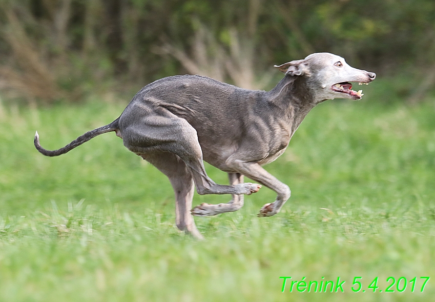 Trénink 5.4.2017 (141)