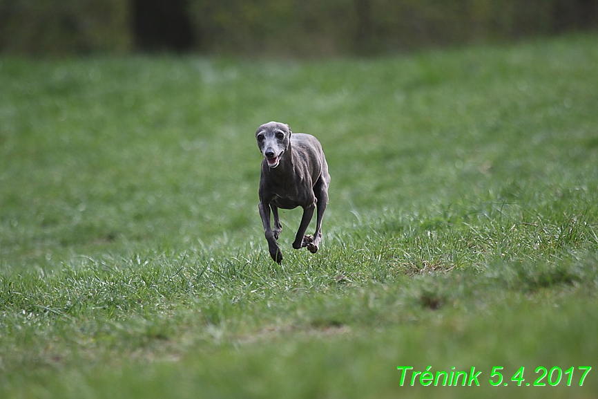 Trénink 5.4.2017 (146)