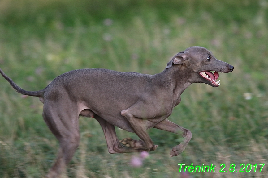 Trenink 2.8 (58)