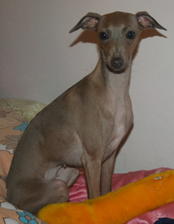 Belladona rok