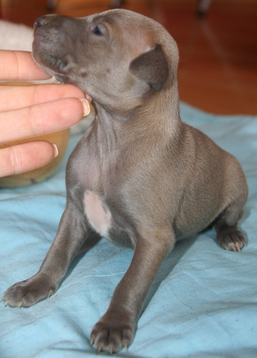 Belladona 1 mesic 02