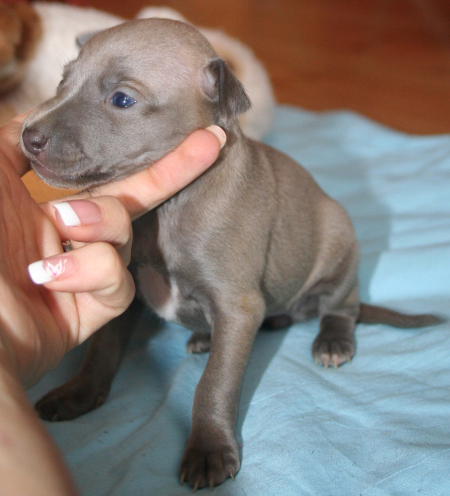 Belladona 1 mesic