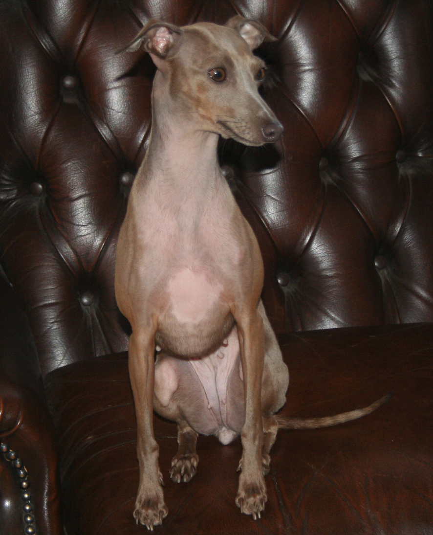Belladona 2 roky 06