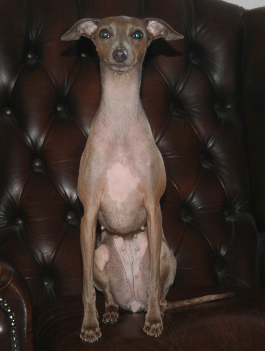 Belladona 2 roky 07