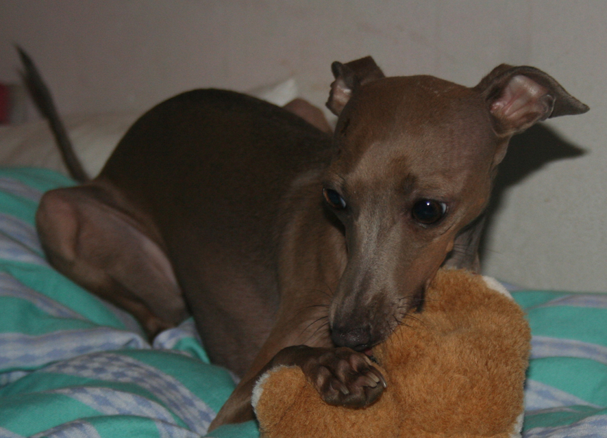 Belladona 2 roky 08