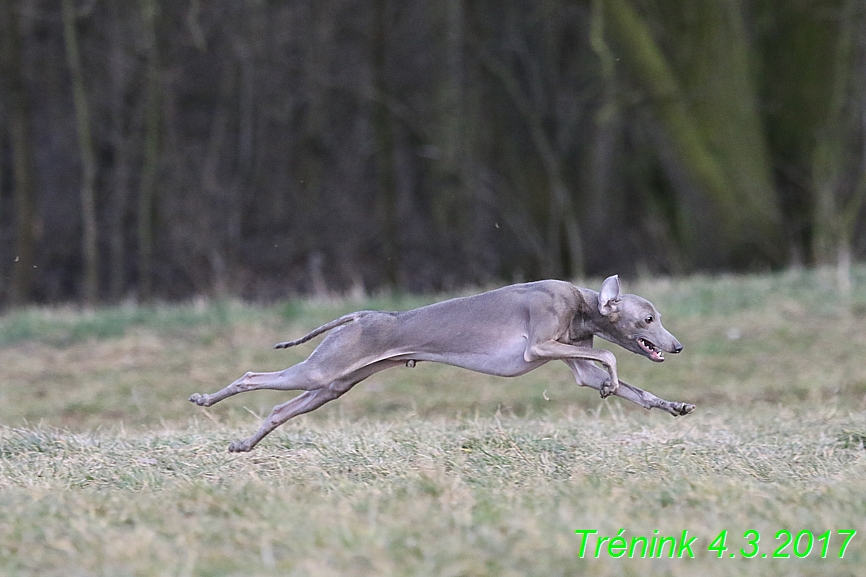 trenink 4.3.2017 (141)