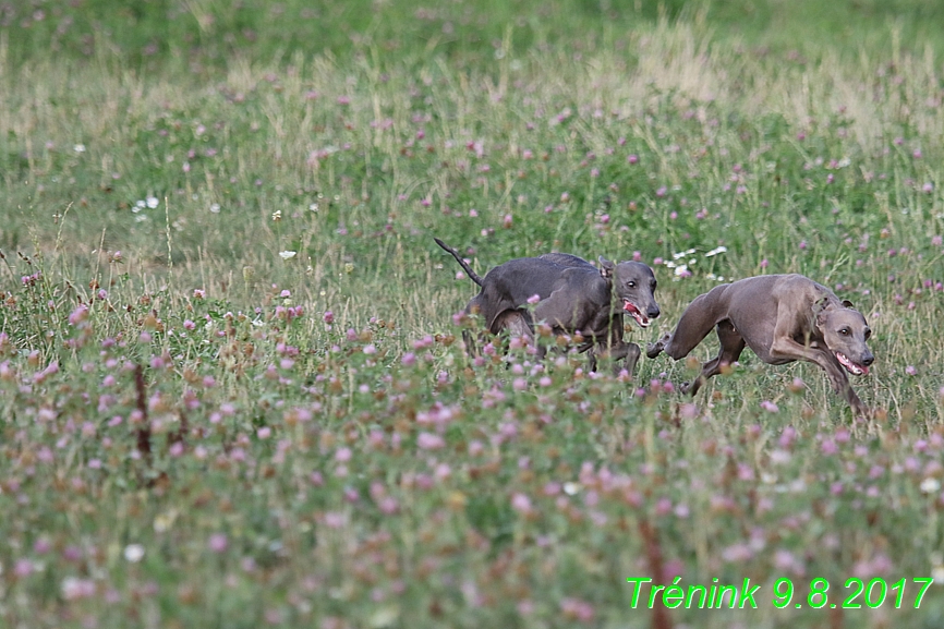 Trénink 9.8.2017 (23)