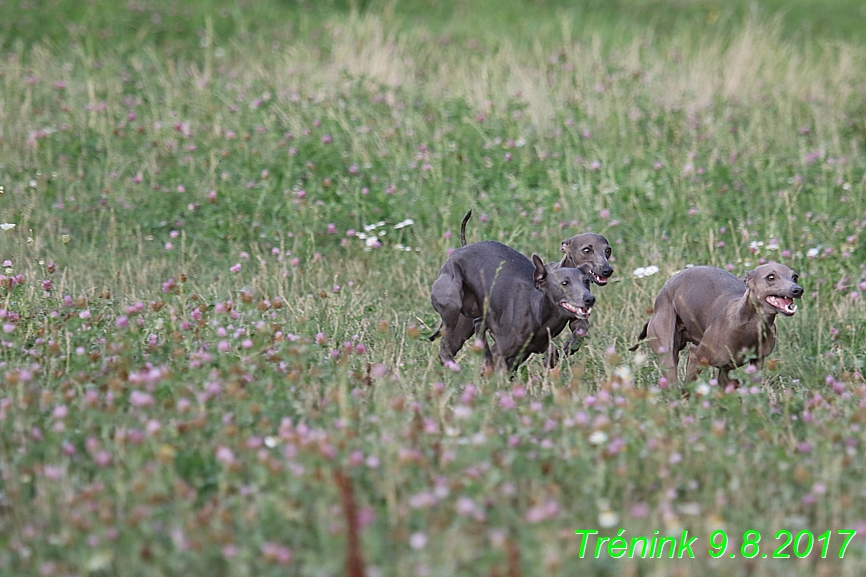 Trénink 9.8.2017 (24)