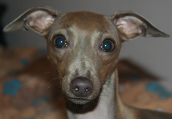 Belladona Feritte Bugsy rok