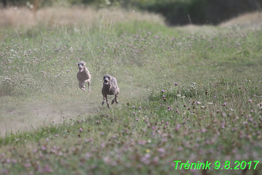 Trénink 9.8.2017 (31)