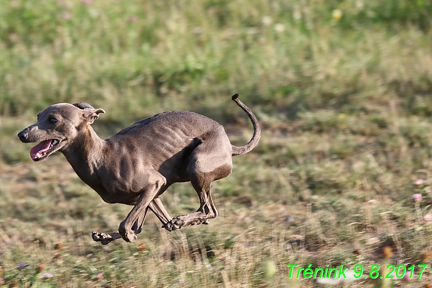 Trénink 9.8.2017 (33)