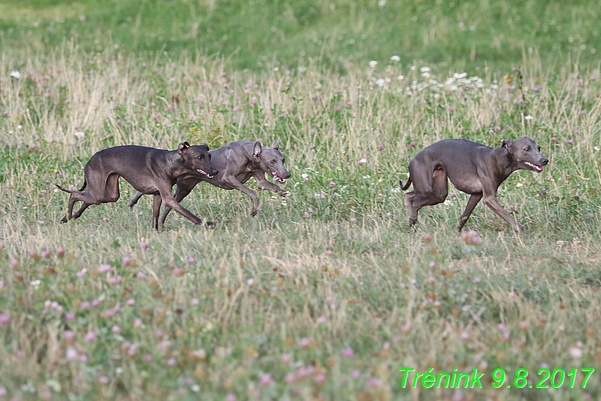 Trénink 9.8.2017 (41)