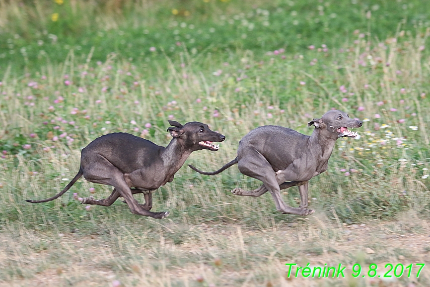 Trénink 9.8.2017 (42)