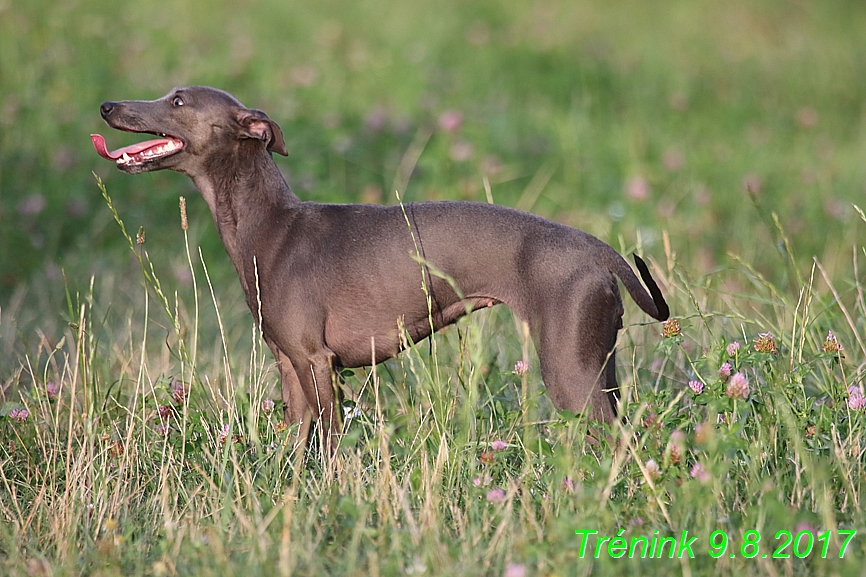 Trénink 9.8.2017 (80)