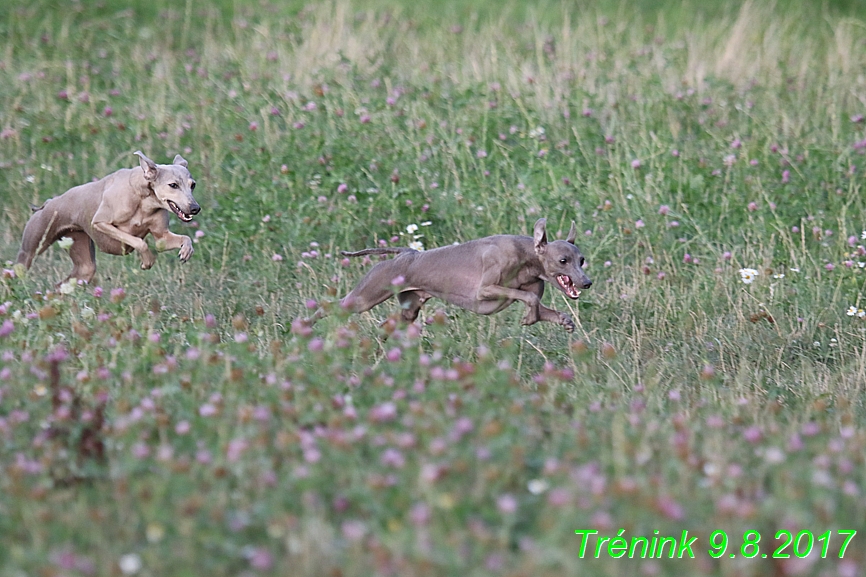 Trénink 9.8.2017 (92)