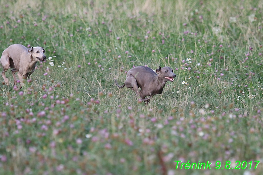 Trénink 9.8.2017 (93)