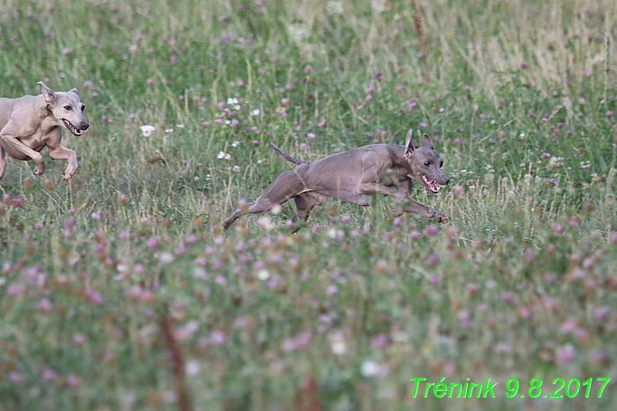 Trénink 9.8.2017 (94)