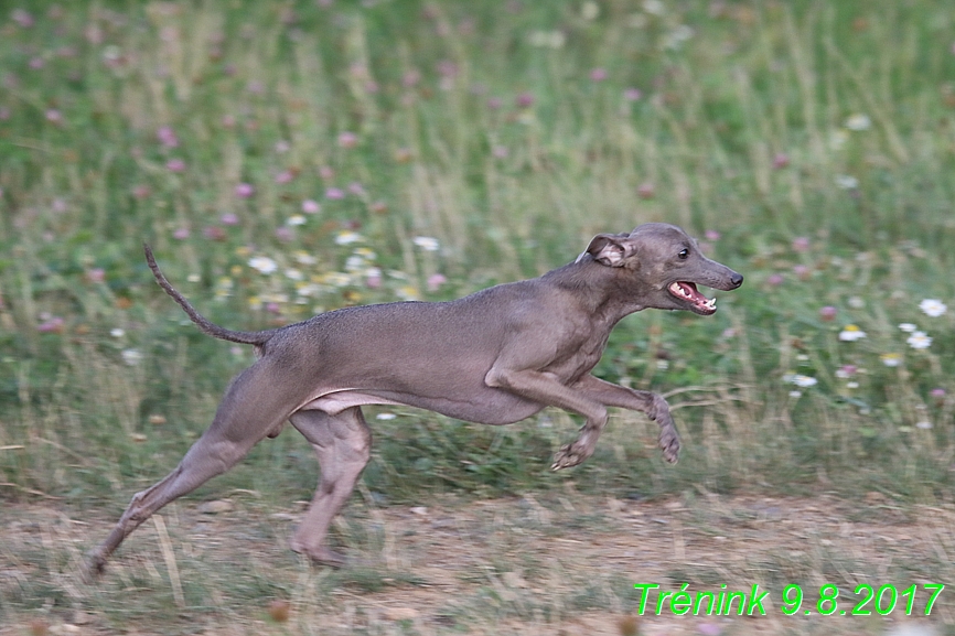 Trénink 9.8.2017 (98)
