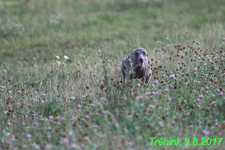 Trénink 9.8.2017 (100)