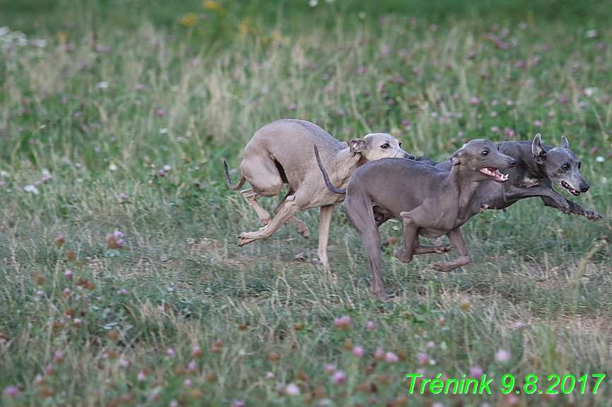 Trénink 9.8.2017 (131)