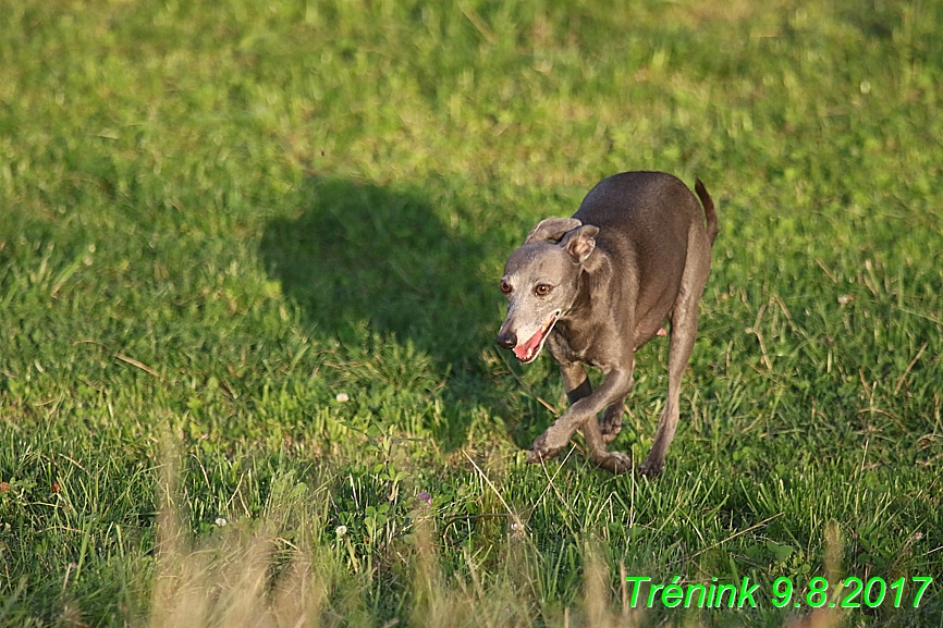 Trénink 9.8.2017 (137)