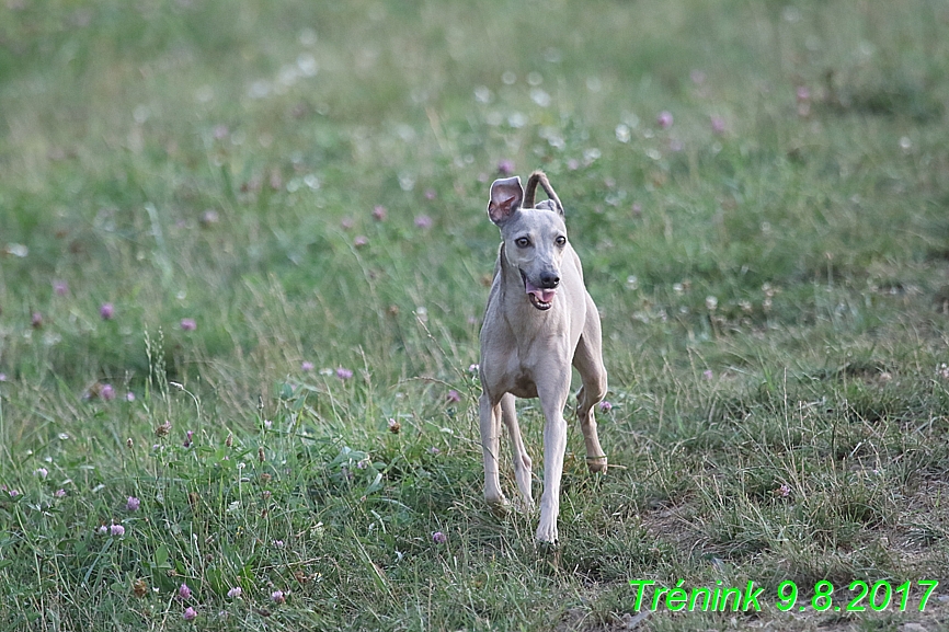 Trénink 9.8.2017 (145)