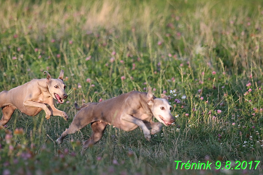 Trénink 9.8.2017 (147)