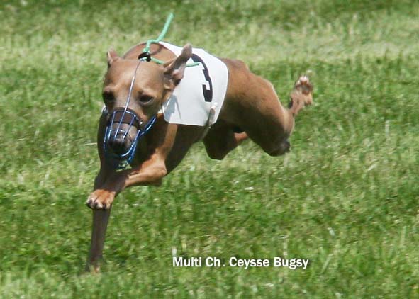 Multi Ch. Ceysse Bugsy, 05.jpg