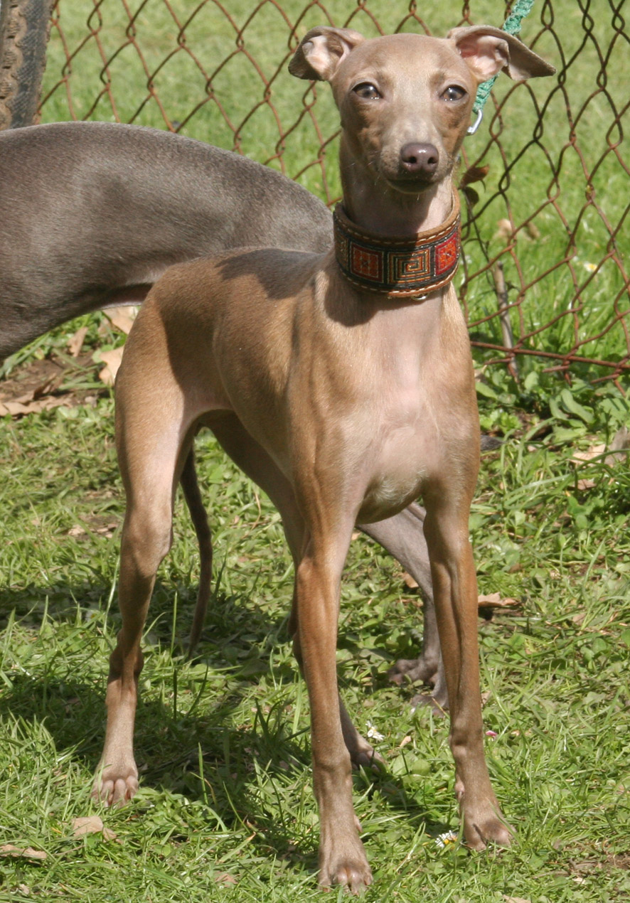 Belladona 8 mesicu 06