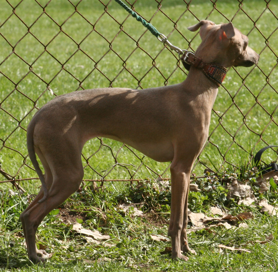 Belladona 8 mesicu 05